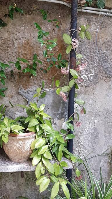 Giardino Mediterraneo Lacco Ameno  Exteriér fotografie